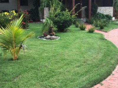 pasto cortado correctamente para quedar fuerte, resistir sequias, y parecer bonita