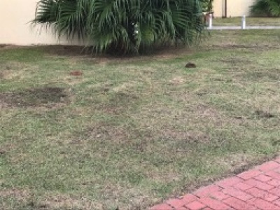 grama cortada muy corta, matandola