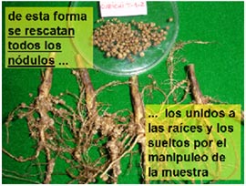 paso-13a
