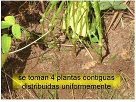paso-1a