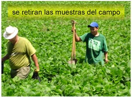 paso-7a