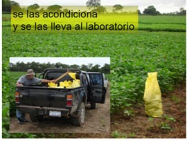 paso-8a