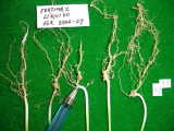 Analisis de nodulos de las plantas