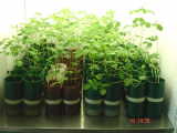 Plantas de control de calidad